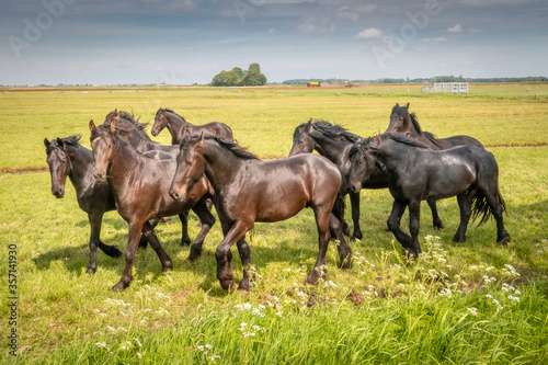 Beautiful black horses in the meadow in the spring in the Netherlands, province Friesland region Gaasterland 