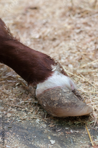 Cow's front foot hoof in paddock on farm