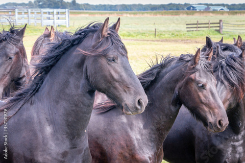 Fototapeta Naklejka Na Ścianę i Meble -  Beautiful black horses in the meadow in the spring in the Netherlands, province Friesland region Gaasterland
