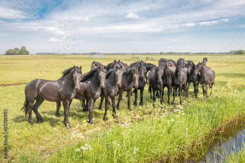Beautiful black horses in the meadow in the spring in the Netherlands, province Friesland region Gaasterland
