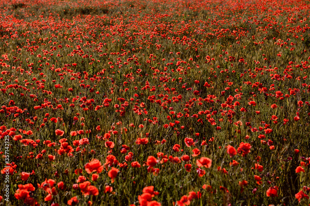 Beautiful field with red poppies