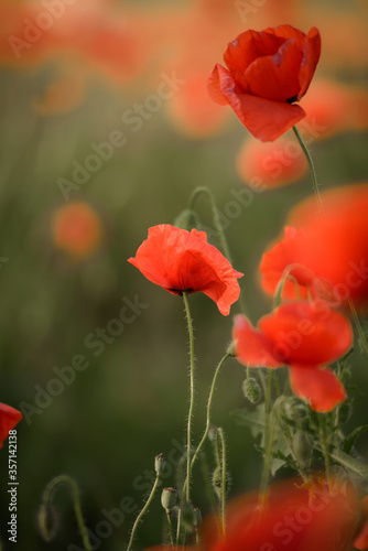 Close up selective focus on red poppies