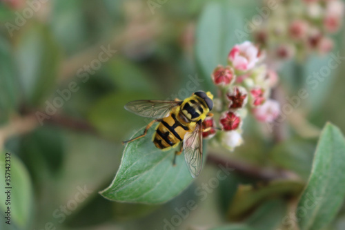 German wasp or German yellowjacket on a pink Cotoneaster flower on branch. Vespula germanica in the garden © saratm