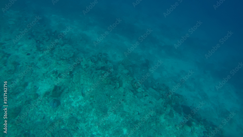 Fototapeta premium Panoramic scene under water and blue background
