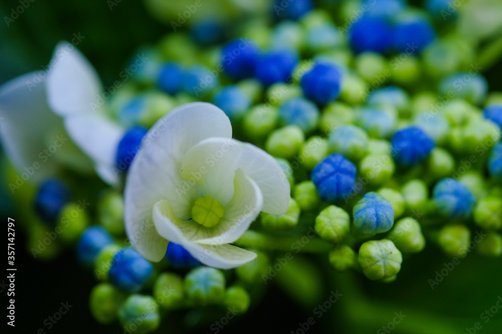 鮮やかに色づく紫陽花 鮮やかに色づく紫陽花