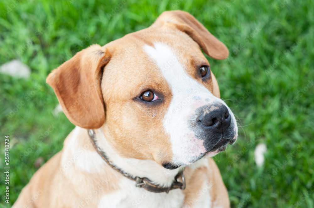 Staffordshire Terrier half-breed on the background of green grass. Portrait of a thoroughbred adult male on a green lawn.