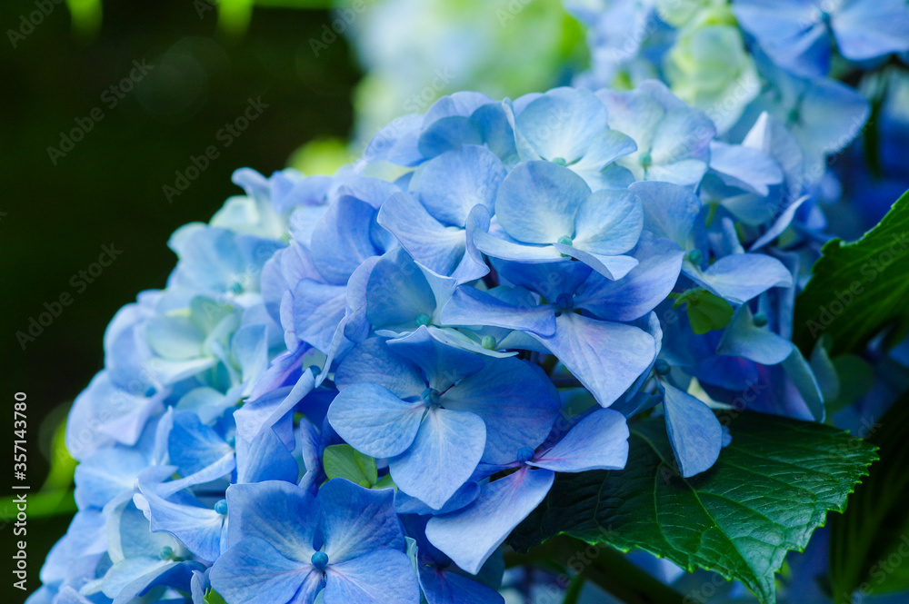 鮮やかに色づく紫陽花