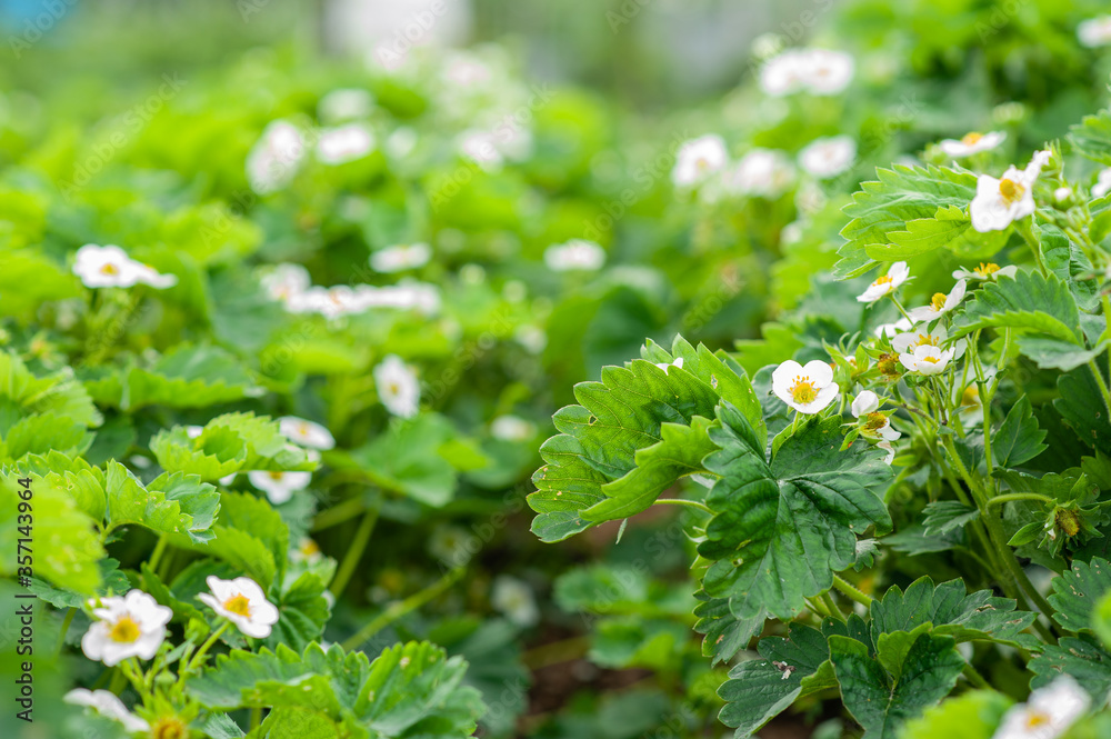 Strawberry blossom. Green strawberry bushes in the garden. Strawberry blossom. Green strawberry bushes in the garden.