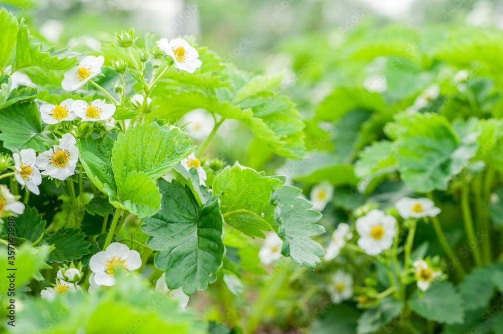 Strawberry blossom. Green strawberry bushes in the garden. Strawberry blossom. Green strawberry bushes in the garden.