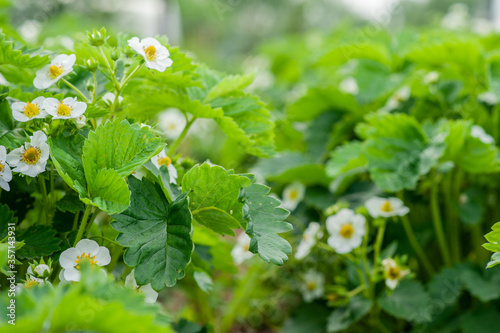 Strawberry blossom. Green strawberry bushes in the garden.