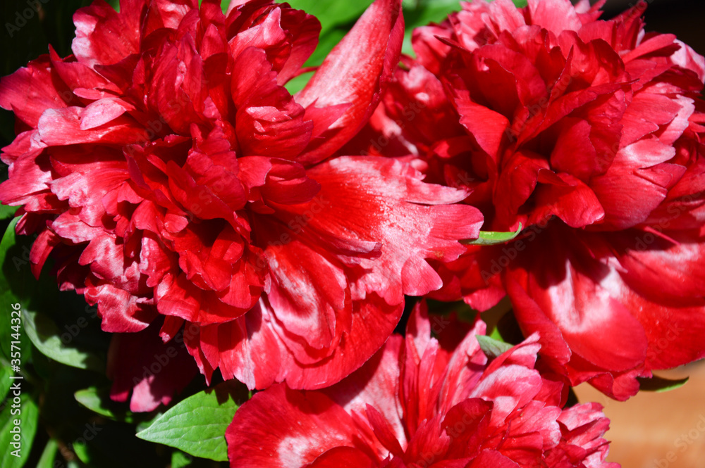 Red peony. a lush flower. summer.