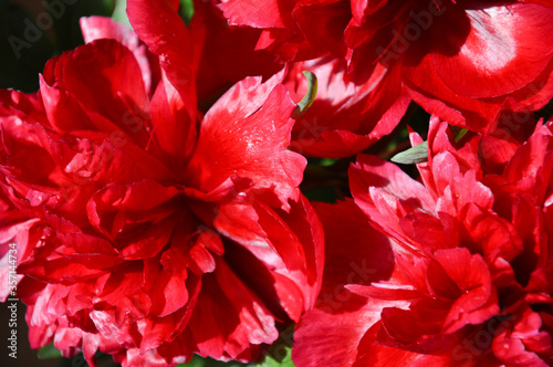 Red peony. a lush flower. summer.