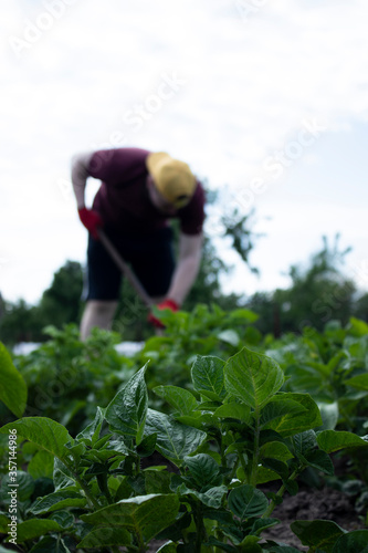 Man works in the garden. Plant vegetables. Hard, dirty work. Village, land. Farming concept. High quality photo