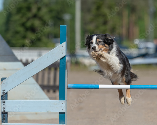 Border Collie jumps over an agility hurdle