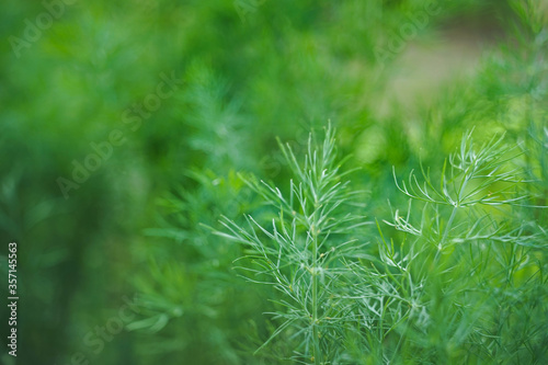 Fresh green dill grows in the garden, close-up background