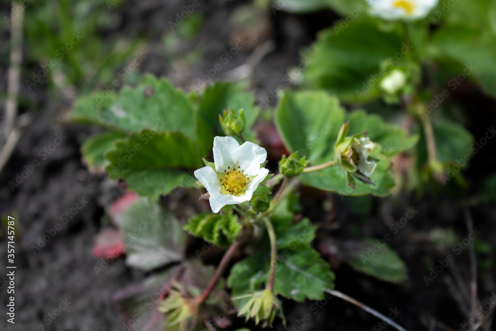 A flower of a strawberry plant. Farming concept. High quality photo A flower of a strawberry plant. Farming concept. High quality photo