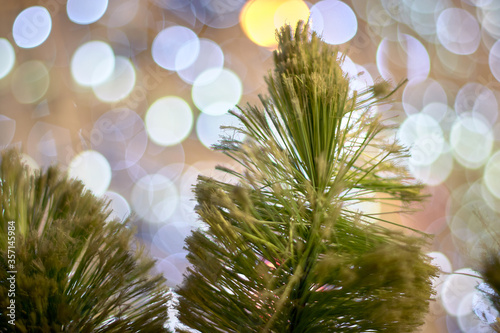 
Christmas tree branch with backlights