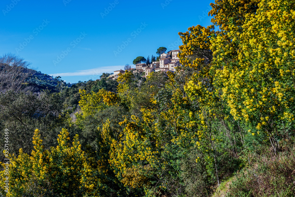 Panoramic view of the village Bormes-les-Mimosas. Mimosa trees in bloom in the foreground.