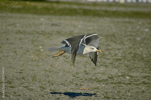 
some seagulls on the tropical coast