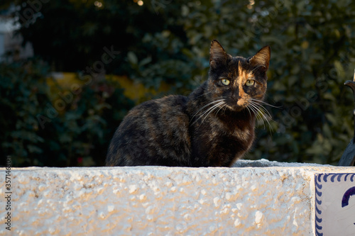 cat walking down the street