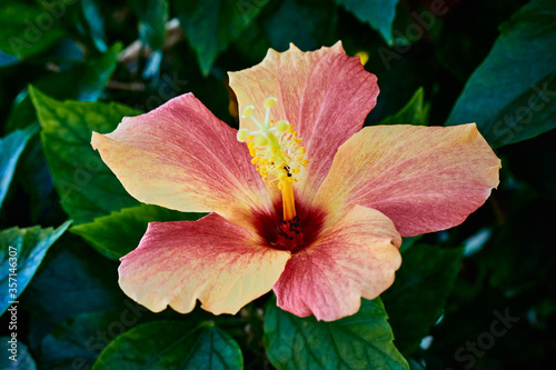 
wild hibiscus flower