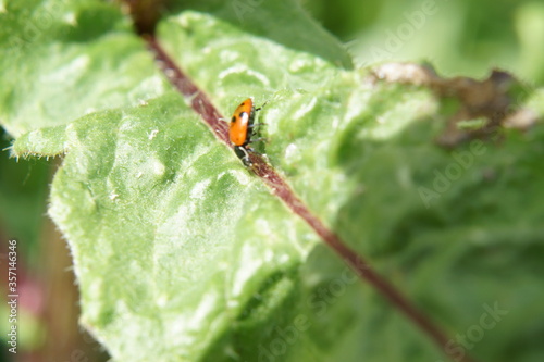 A red ladybug on a green leaf. It is lit by sunlight