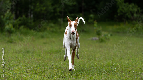White dog with red spots breed the Podenco of Ibicenco running around the lawn in the forest