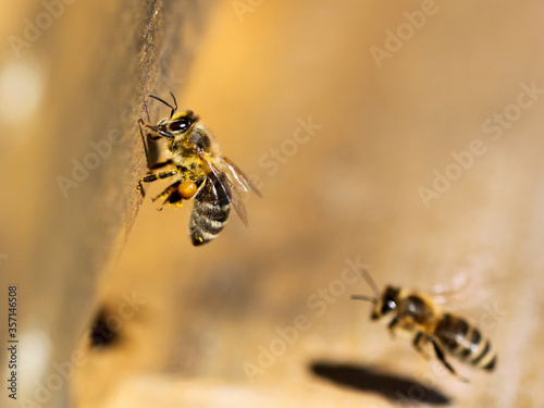 Honigbiene © dominic_dehmel