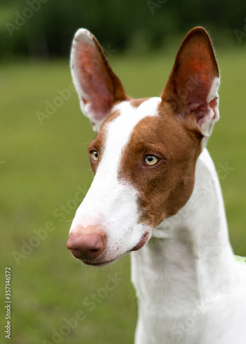 Dog portrait white-red color rocks the ibizian hound Greyhound. A walk in the woods with a purebred hunting dog