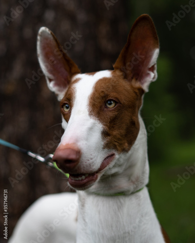 Dog portrait white-red color rocks the ibizian hound Greyhound. A walk in the woods with a purebred hunting dog