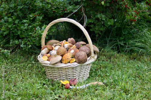 Tableau sur toile Basket of mushrooms on grass