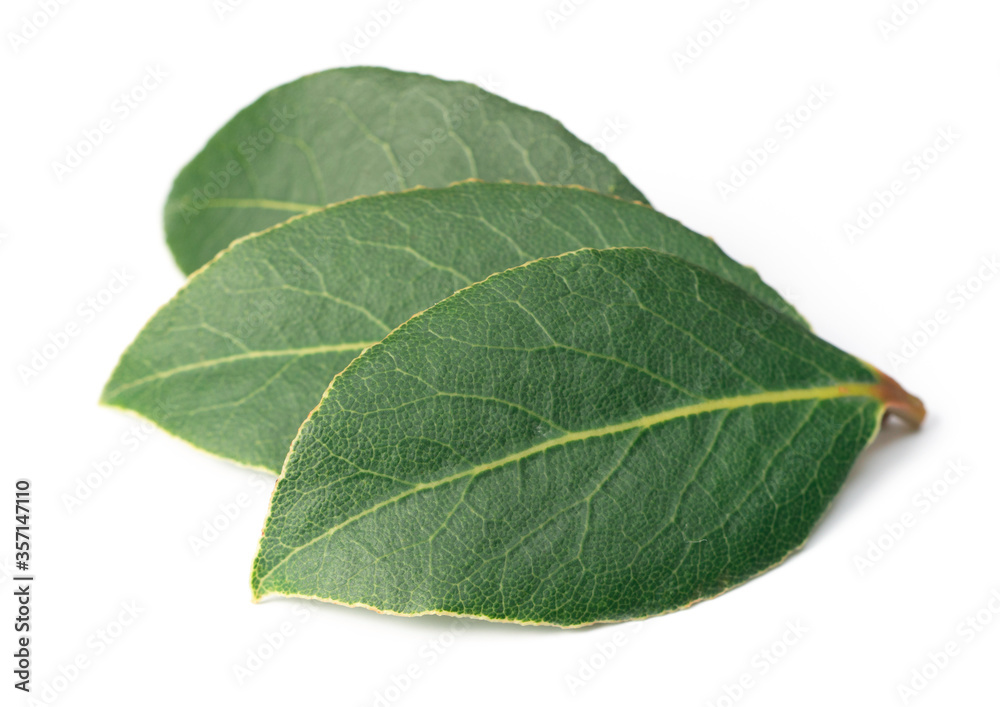 fresh bay leaves isolated on the white background fresh bay leaves isolated on the white background