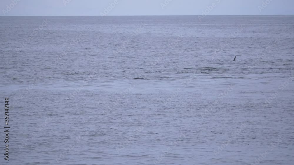 Killer whale attacking sea lion with tail, throwing through the air Killer whale attacking sea lion with tail, throwing through the air