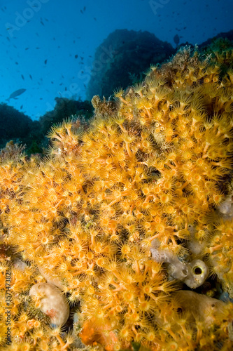 Yellow Encrusting Sea Anemone, Parazoanthus axinellae, Cabo Cope Puntas del Calnegre Natural Park, Mediterranean Sea, Murcia, Spain, Europe photo