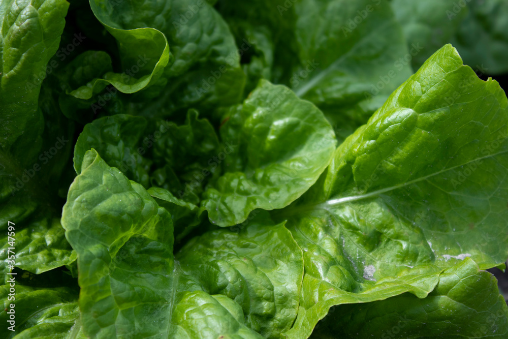 lettuce leaves grow in the garden. Plant vegetables. Farming concept. High quality photo lettuce leaves grow in the garden. Plant vegetables. Farming concept. High quality photo