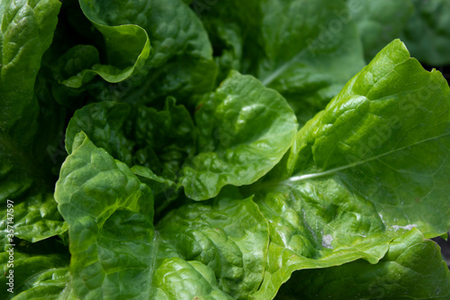 lettuce leaves grow in the garden. Plant vegetables. Farming concept. High quality photo