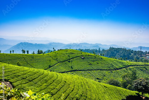 Tea Plantation, Munnar, Kerala, India.