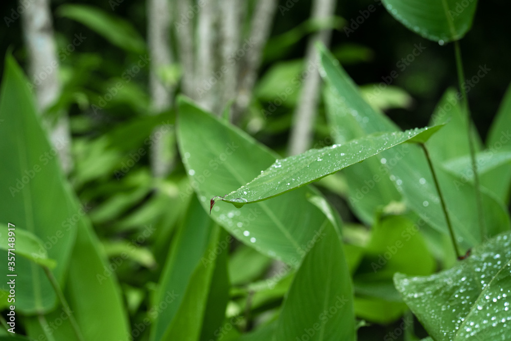 Raindrops on a green leaf. Natural hydration of plants. Raindrops on a green leaf. Natural hydration of plants.