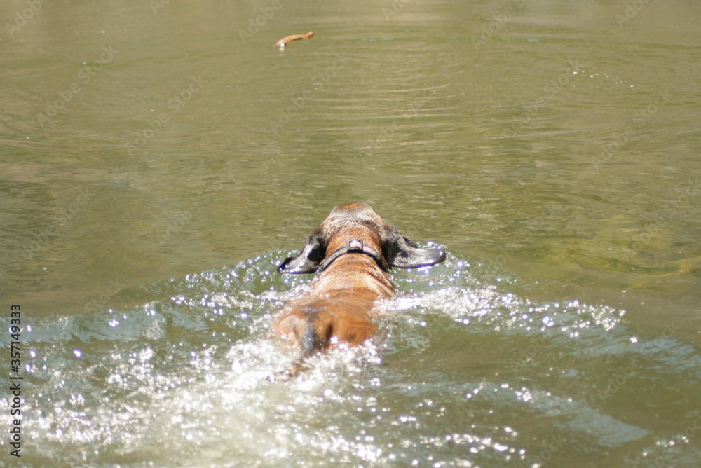 Swimming Dog