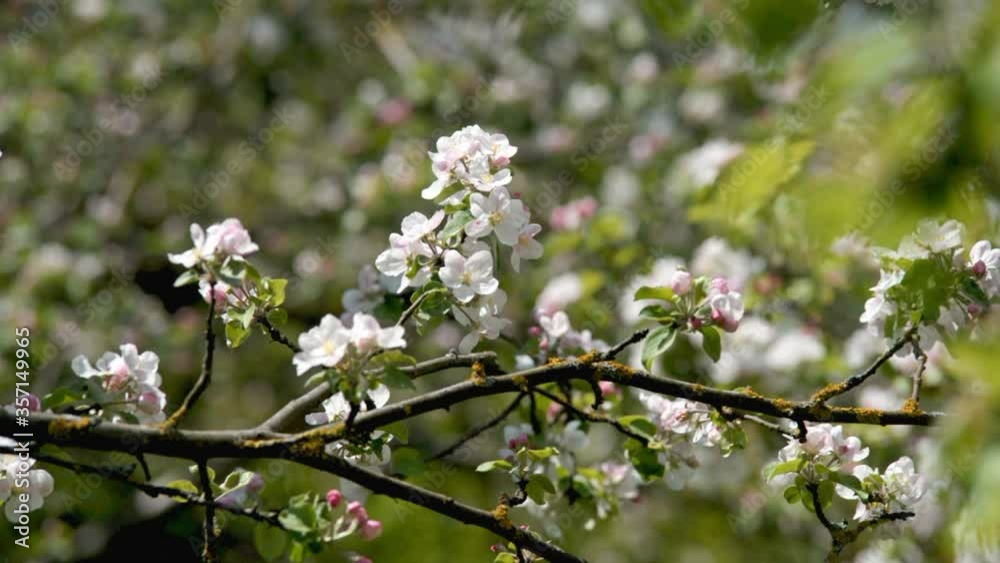 appletree blossom branch in the garden in spring
appletree blossom branch in the garden in spring