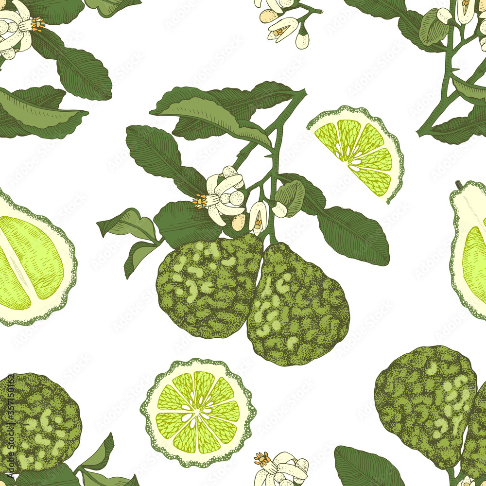 Colorful seamless pattern with bergamot Colorful seamless pattern with bergamot