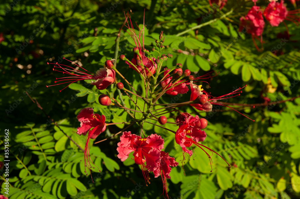 Beautiful red tropical flowers Peacock Flower (Caesalpinia pulcherrima) Beautiful red tropical flowers Peacock Flower (Caesalpinia pulcherrima)