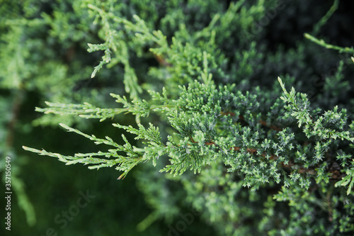 Green thuja. Branches of a young thuja.