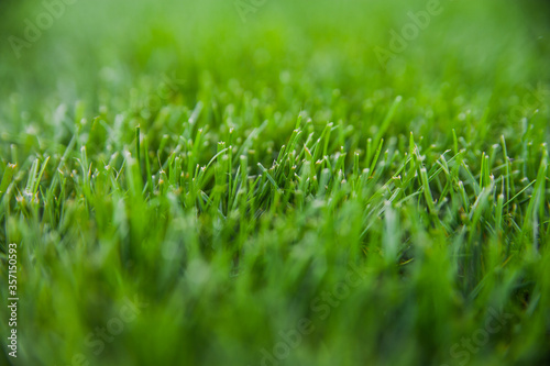 Young lawn. Green lawn. Mowed Lawn