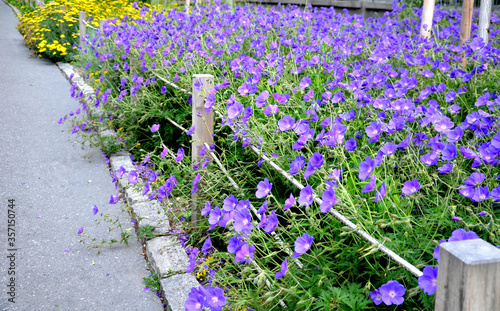 flower beds tend to be more aesthetically impressive. a flowerbed of a sidewalk path with blue flowers separated by a fence of ropes and wooden prisms photo