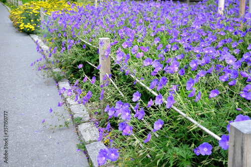 flower beds tend to be more aesthetically impressive. a flowerbed of a sidewalk path with blue flowers separated by a fence of ropes and wooden prisms photo