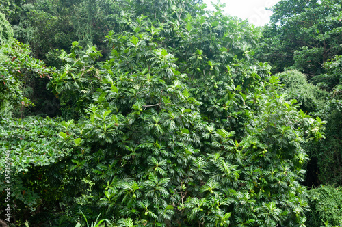 tropical Breadfruit tree (Artocarpus altilis)