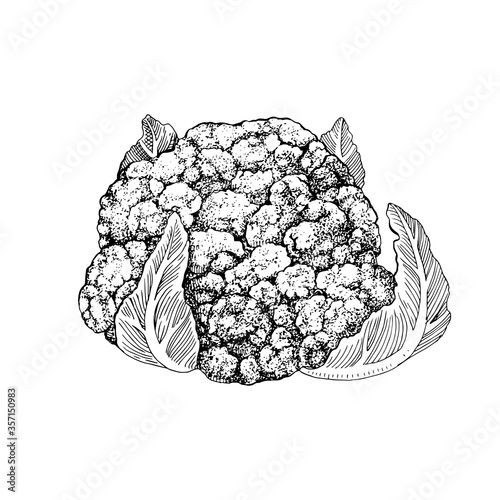 Hand drawn cauliflower illustration