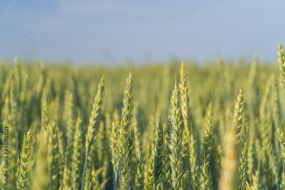 Green wheat field with Soft Selective Focus Green wheat field with Soft Selective Focus