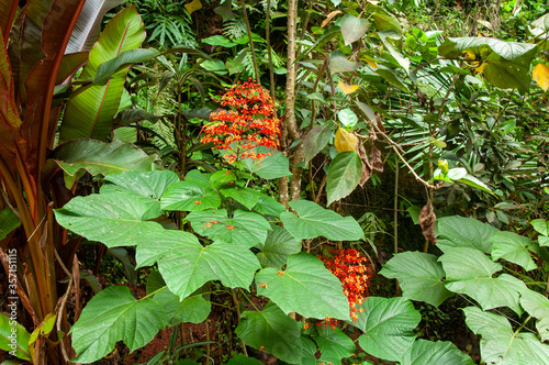 A beautiful red tropical flower, Pagoda-Flower (Clerodendrum paniculatum). Seychelles.